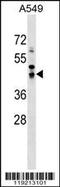 Salvador Family WW Domain Containing Protein 1 antibody, 59-274, ProSci, Western Blot image 