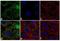 Leptin antibody, PA1-051, Invitrogen Antibodies, Immunofluorescence image 