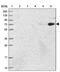 Heterogeneous Nuclear Ribonucleoprotein U Like 2 antibody, PA5-59654, Invitrogen Antibodies, Western Blot image 