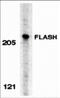CASP8-associated protein 2 antibody, 2271, ProSci, Western Blot image 
