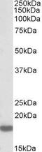 HB-GAM antibody, GTX88200, GeneTex, Western Blot image 