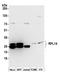 Ribosomal Protein L14 antibody, A305-051A, Bethyl Labs, Western Blot image 