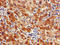 Gap Junction Protein Gamma 1 antibody, orb52599, Biorbyt, Immunohistochemistry paraffin image 