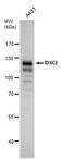 Desmocollin 2 antibody, PA5-21986, Invitrogen Antibodies, Western Blot image 