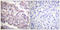 Histone Cluster 4 H4 antibody, LS-C120517, Lifespan Biosciences, Immunohistochemistry paraffin image 