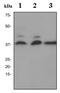 Serine protease HTRA2, mitochondrial antibody, ab75982, Abcam, Western Blot image 