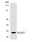 Ras-related protein Rab-37 antibody, LS-C200553, Lifespan Biosciences, Western Blot image 