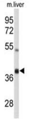 AIFM2 antibody, AP50123PU-N, Origene, Western Blot image 