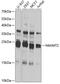 EEF1A Lysine Methyltransferase 1 antibody, 22-918, ProSci, Western Blot image 