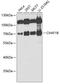 Chromatin assembly factor 1 subunit B antibody, 22-090, ProSci, Western Blot image 