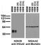 Solute Carrier Family 17 Member 6 antibody, 73-067, Antibodies Incorporated, Western Blot image 