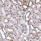 Pre-MRNA Processing Factor 19 antibody, HPA059070, Atlas Antibodies, Immunohistochemistry paraffin image 