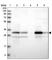 2,4-Dienoyl-CoA Reductase 1 antibody, HPA023162, Atlas Antibodies, Western Blot image 