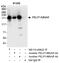 Proline, Glutamate And Leucine Rich Protein 1 antibody, NB110-40622, Novus Biologicals, Immunoprecipitation image 