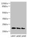 ADP Ribosylation Factor Like GTPase 8B antibody, CSB-PA868330LA01HU, Cusabio, Western Blot image 