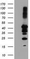 PTPN1 antibody, TA503309, Origene, Western Blot image 