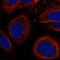 Leptin receptor gene-related protein antibody, HPA069444, Atlas Antibodies, Immunofluorescence image 