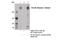 Sodium Voltage-Gated Channel Alpha Subunit 10 antibody, 14380S, Cell Signaling Technology, Immunoprecipitation image 
