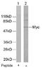 c-Myc antibody, AP02576PU-N, Origene, Western Blot image 