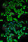 Tumor Protein, Translationally-Controlled 1 antibody, A5442, ABclonal Technology, Immunofluorescence image 