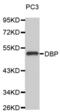 GC Vitamin D Binding Protein antibody, abx004283, Abbexa, Western Blot image 