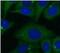 Keratin, type II cytoskeletal 8 antibody, FNab02221, FineTest, Immunofluorescence image 