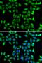 DnaJ homolog subfamily A member 3, mitochondrial antibody, LS-C346191, Lifespan Biosciences, Immunofluorescence image 