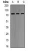 GNT1 antibody, orb340771, Biorbyt, Western Blot image 