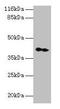 CNTFR-alpha antibody, CSB-PA005684EA01HU, Cusabio, Western Blot image 