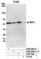 TERF2 Interacting Protein antibody, A300-306A, Bethyl Labs, Immunoprecipitation image 