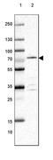 EF-Hand Domain Containing 2 antibody, PA5-56951, Invitrogen Antibodies, Western Blot image 