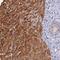 Fizzy And Cell Division Cycle 20 Related 1 antibody, NBP1-91774, Novus Biologicals, Immunohistochemistry frozen image 