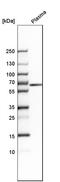 Mucin-13 antibody, HPA045163, Atlas Antibodies, Western Blot image 
