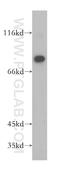 La Ribonucleoprotein Domain Family Member 4 antibody, 16529-1-AP, Proteintech Group, Western Blot image 