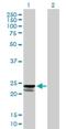 Peptidyl-TRNA Hydrolase 1 Homolog antibody, H00138428-B01P, Novus Biologicals, Western Blot image 