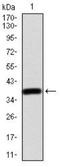 Transcription Factor AP-2 Alpha antibody, NBP2-52572, Novus Biologicals, Western Blot image 