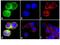 Cytokine-inducible SH2-containing protein antibody, 701832, Invitrogen Antibodies, Immunofluorescence image 