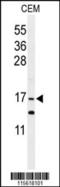 Glia maturation factor gamma antibody, 63-258, ProSci, Western Blot image 