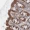 Influenza Virus NS1A Binding Protein antibody, HPA003405, Atlas Antibodies, Immunohistochemistry frozen image 