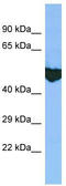 Exonuclease 3'-5' Domain Containing 2 antibody, TA331870, Origene, Western Blot image 