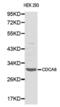 Cell Division Cycle Associated 8 antibody, abx000810, Abbexa, Western Blot image 