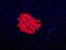 Human Pancreas Marker HPi3 antibody, NBP1-18947, Novus Biologicals, Immunofluorescence image 