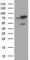 Sec1 family domain-containing protein 1 antibody, CF504691, Origene, Western Blot image 