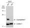 Peptidylprolyl Isomerase F antibody, NBP2-15079, Novus Biologicals, Western Blot image 