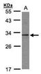 GID Complex Subunit 8 Homolog antibody, TA309018, Origene, Western Blot image 