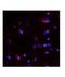 Netrin-4 antibody, NBP1-91343, Novus Biologicals, Immunohistochemistry paraffin image 