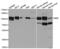 Membrane Metalloendopeptidase antibody, abx004332, Abbexa, Western Blot image 