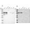 Sialic Acid Acetylesterase antibody, NBP1-84371, Novus Biologicals, Western Blot image 