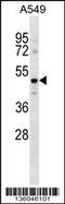 Endothelin B receptor-like protein 2 antibody, 58-550, ProSci, Western Blot image 