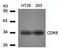 Neuronal Regeneration Related Protein antibody, orb11206, Biorbyt, Western Blot image 